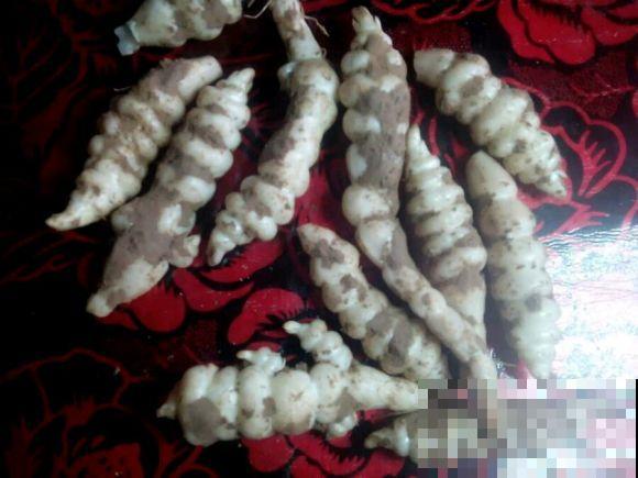 地里挖出一把块茎，长得像是白蚕，脆脆的特好