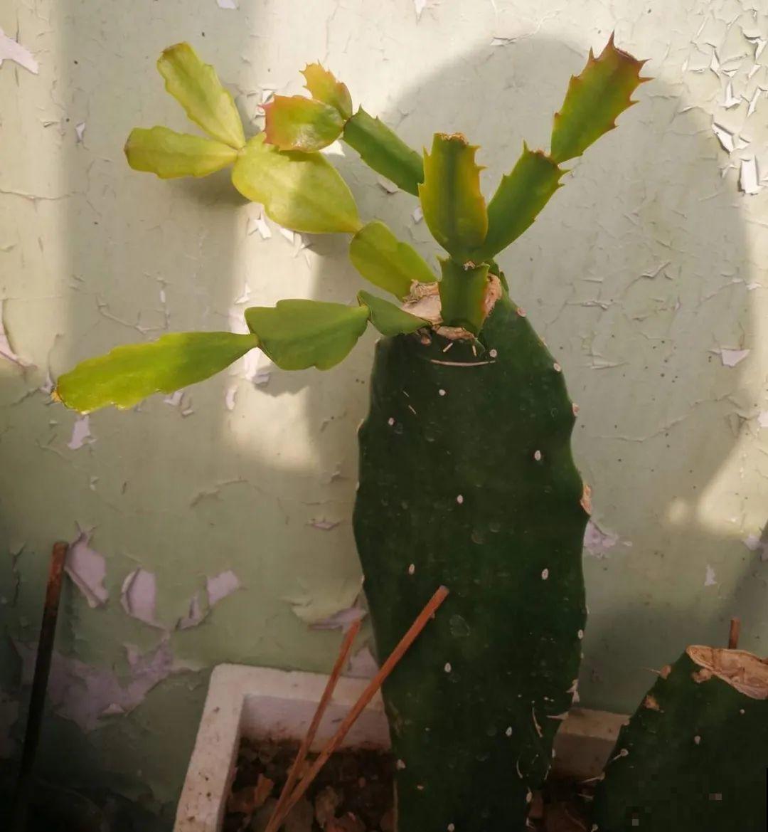 天热了，20种花最怕浇水，浇得越多，死得越快！