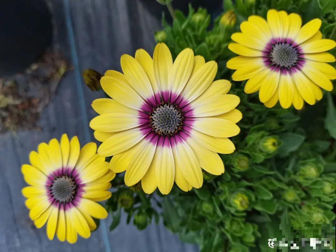 家里养盆“省心”花,自己开花自己结种,不用再买花种了 家里养盆“省心”花,自己开花自己结种,不用再买花种了