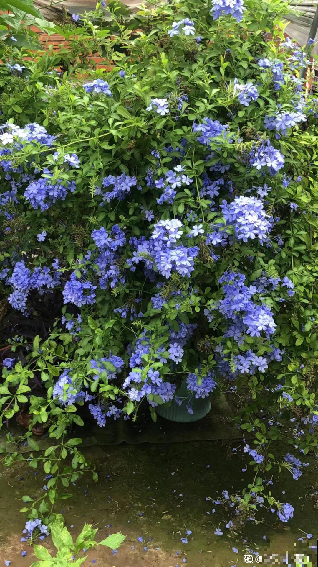 夏天修剪要下狠手,剪得越狠越爆盆,多晒长成大花球 夏天修剪要下狠手,剪得越狠越爆盆,多晒长成大花球