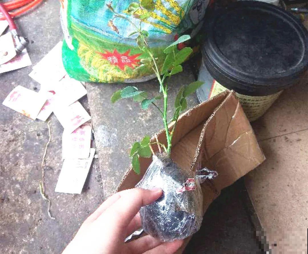 新买的绣球别猛晒，养在阴凉通风处最好，不然叶子全晒焦了