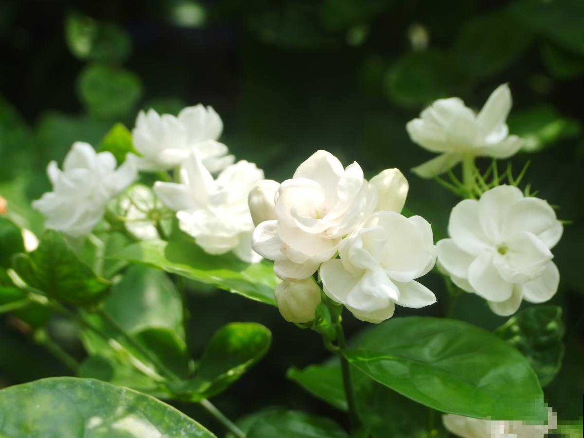 给花浇点“酸酸水”，花长得特旺盛，呼呼开爆