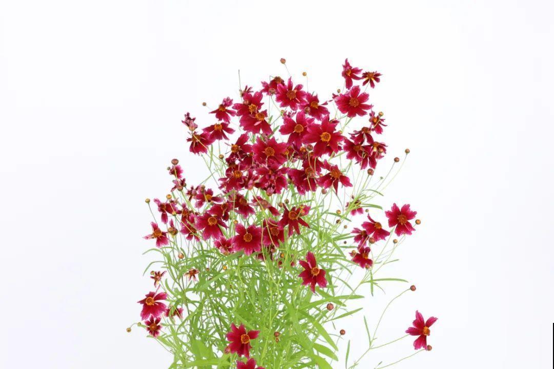 夏天里超能开的花，爆花上百朵，开完剪一刀，很快又爆花