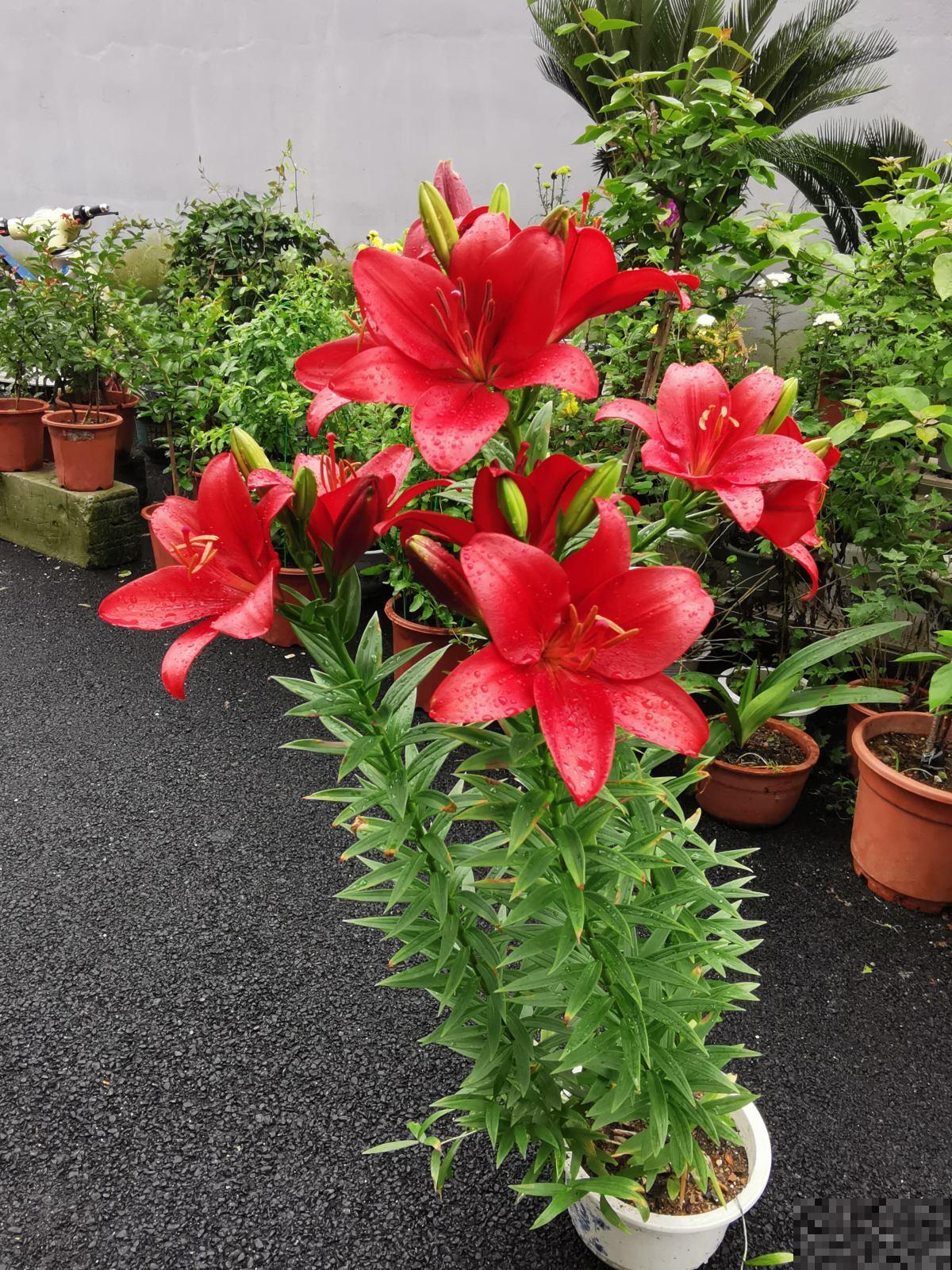 辛辛苦苦养的花，让人偷着剪光了，真的太生气