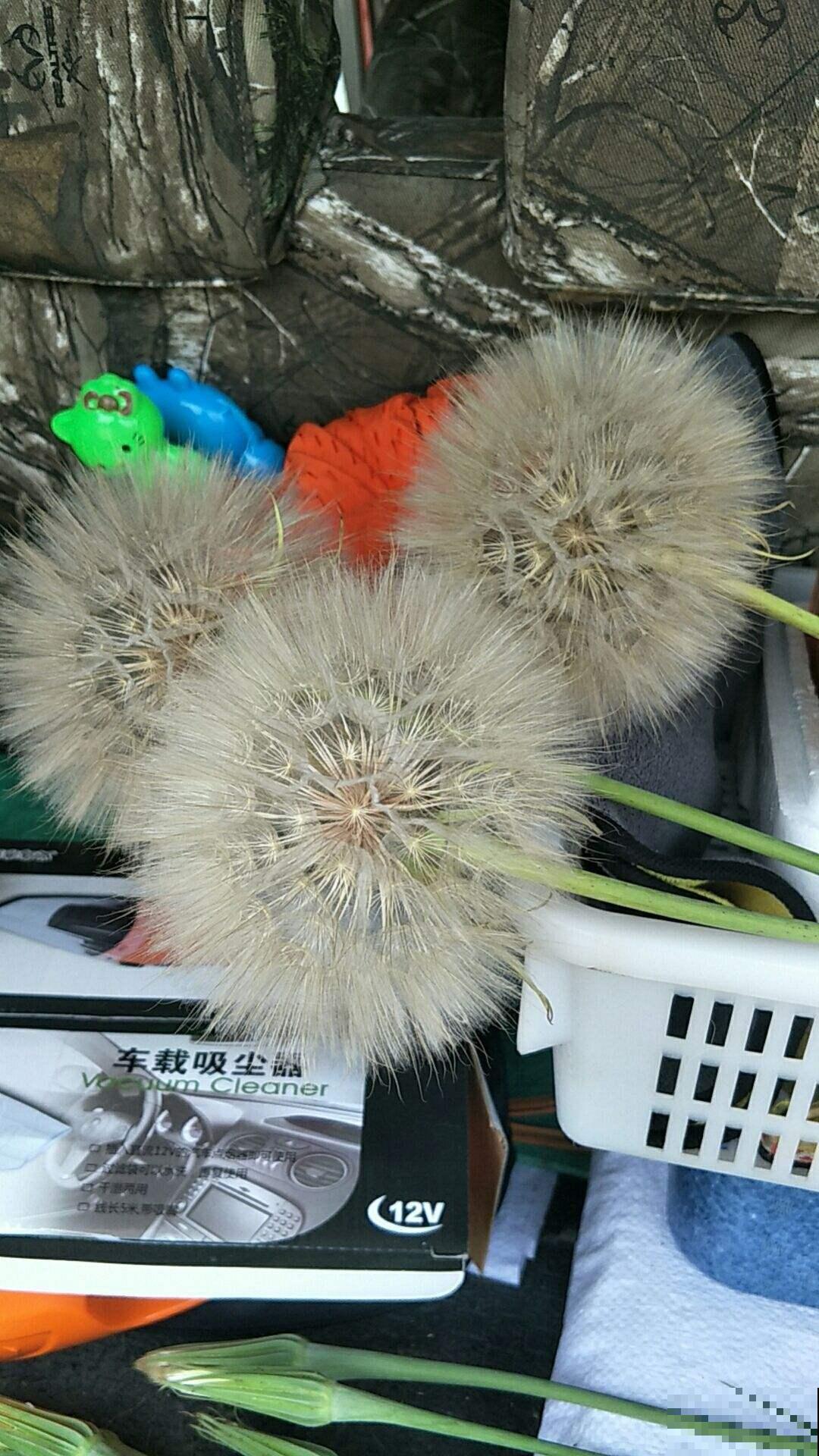 “大号蒲公英”超可爱,越养越好看,年年都能发新芽 “大号蒲公英”超可爱,越养越好看,年年都能发新芽