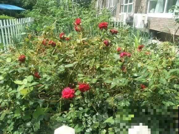 院子长出9种草，看到就铲除，留着就是大祸害