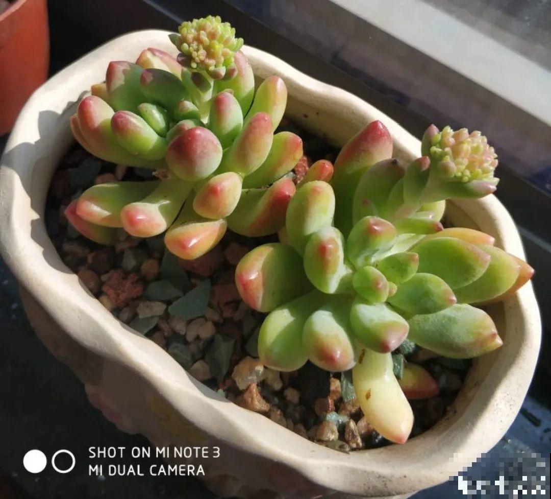 多肉一旦杂交,颜值上升不少,养护也简单 多肉一旦杂交,颜值上升不少,养护也简单