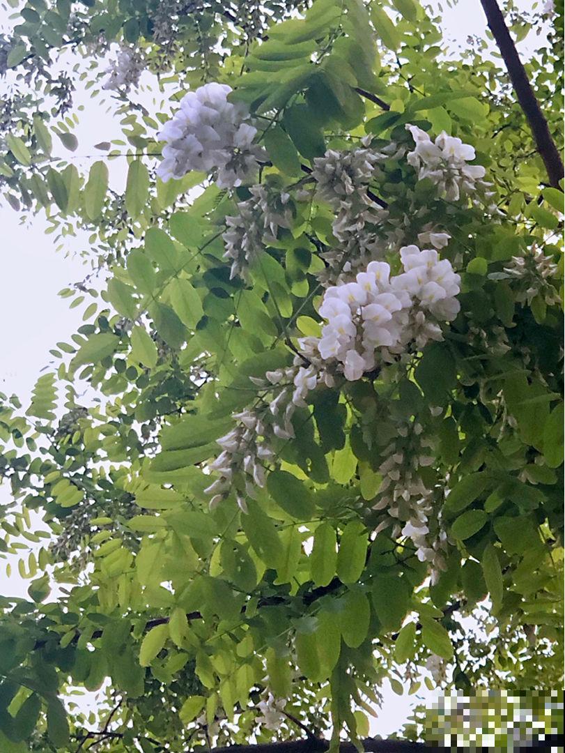 家门口40年的大槐树，有人想砍掉，村里人坚决反对