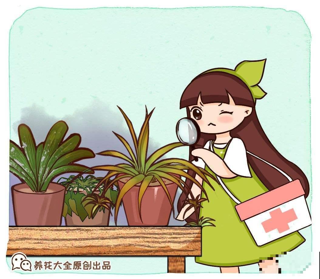 家里的花被养死了？先别扔，还能救活接着长！