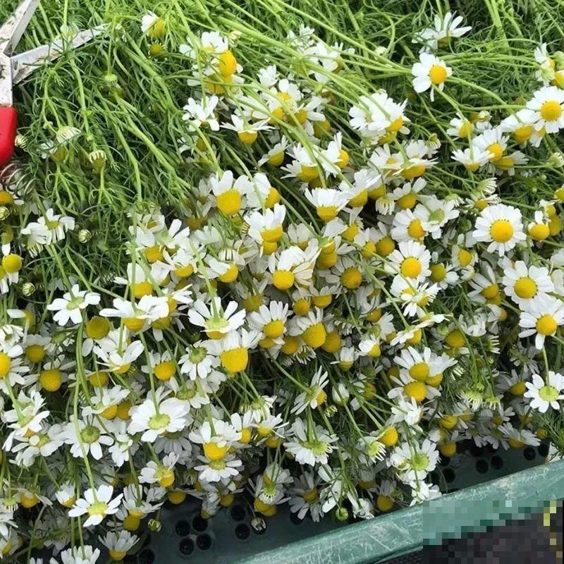 带有苹果香气的菊花，样子十分小清新，摘下来还能泡茶