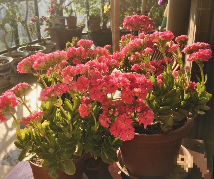 夏天养长寿花，要注意3要点，植物安安稳稳度夏