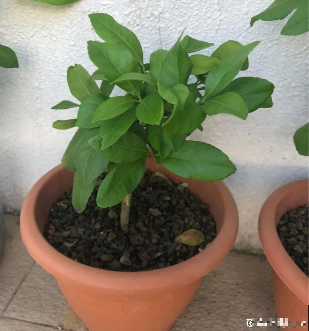 玉米棒子插水里，比绿植长得快，长成清新小盆栽