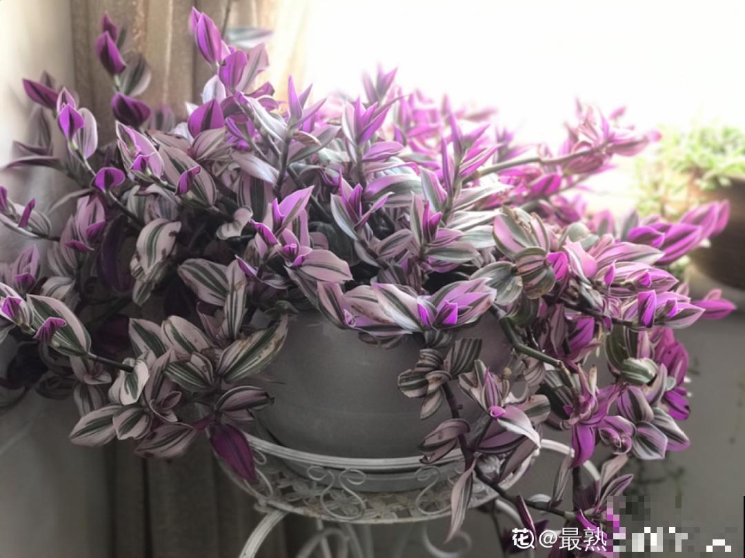 阳台虽小，种点花草，也能变成小花园