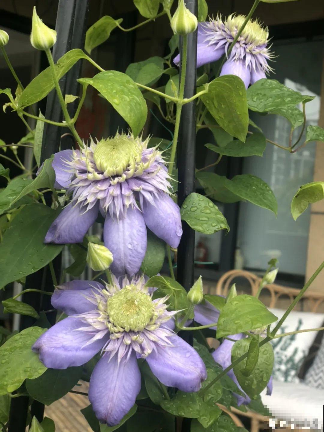 花园“三剑客”，可不太好养，能养好的都是高手