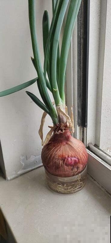 切洋葱会流泪？搞清楚原因，轻松守住泪腺！