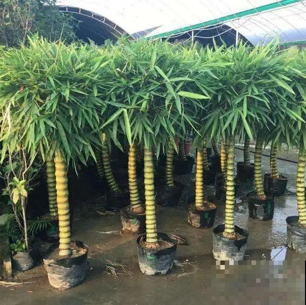 植物长了个大肚子，超级耐旱，一个月不浇水也死不了