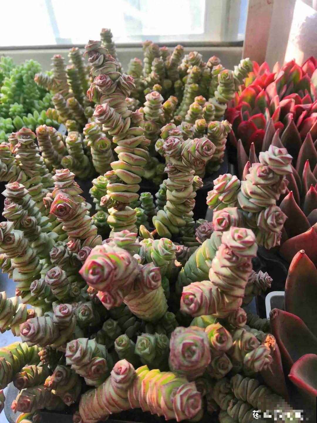 春天的多肉，长成一把大大扇子，看着就是爽