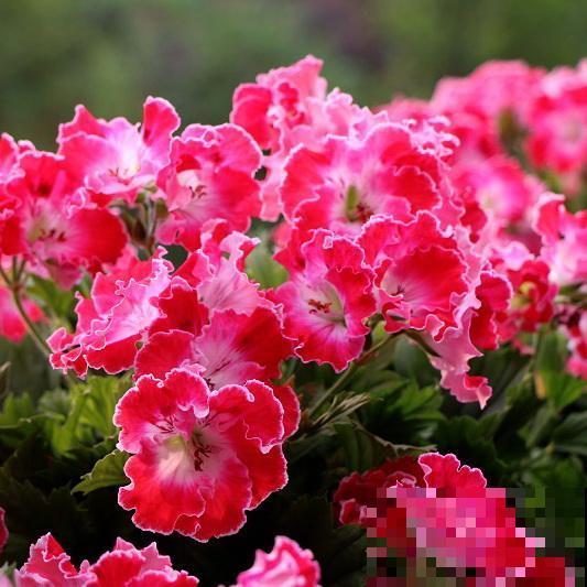 家里有个小院子，养花喝茶一辈子