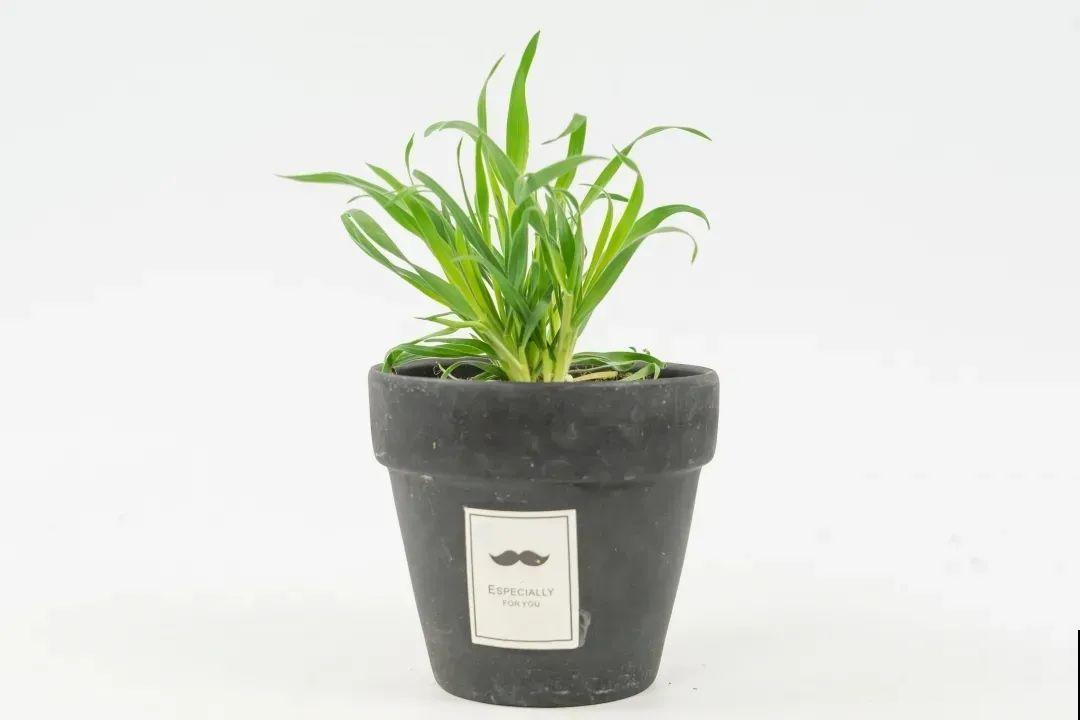 超可爱的小众花，有趣的人都在养，毛茸茸的特可爱