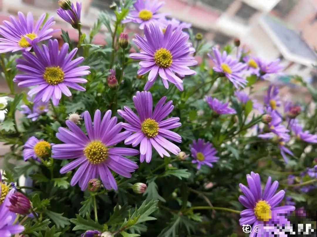 5月出门,收下这份百花图谱,啥花都能叫上名! 5月出门,收下这份百花图谱,啥花都能叫上名!