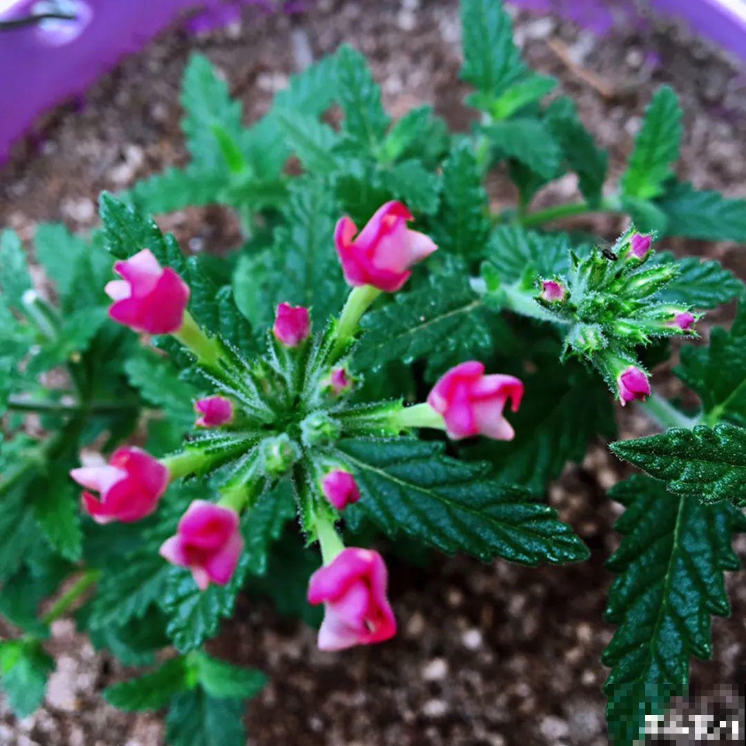 8种花赶紧剃头，剃得越狠，开花越多