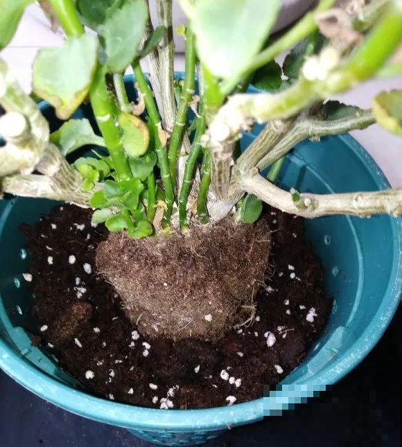 蝴蝶兰现在还不换盆，水苔容易发霉 ，越长越差劲