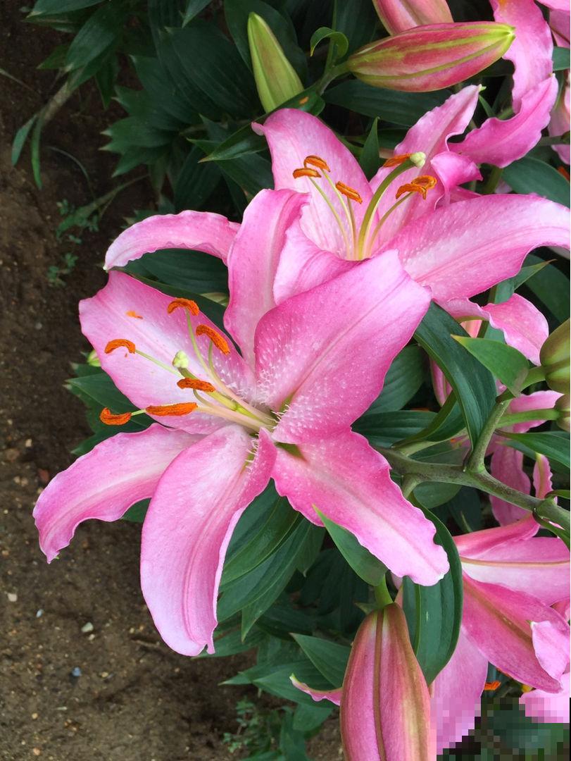 1种花名叫六出花，叶子像百合，花朵像杜鹃，真美！