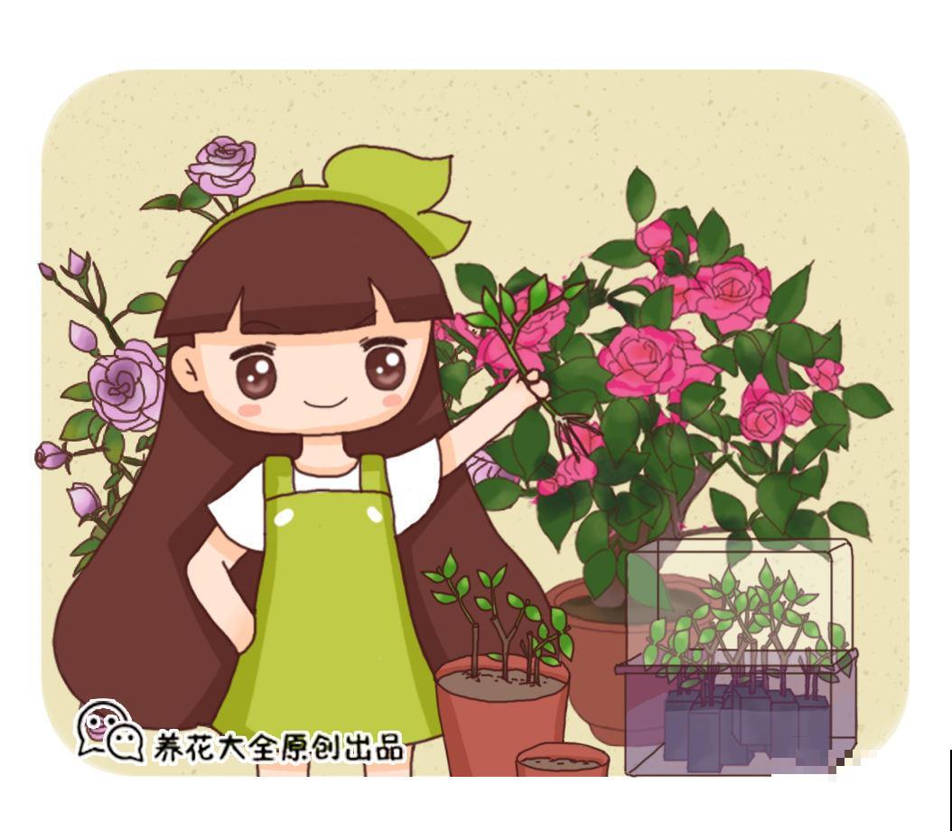 杜鹃和杜鹃花没有什么关系，这名字撞的，有点离谱！