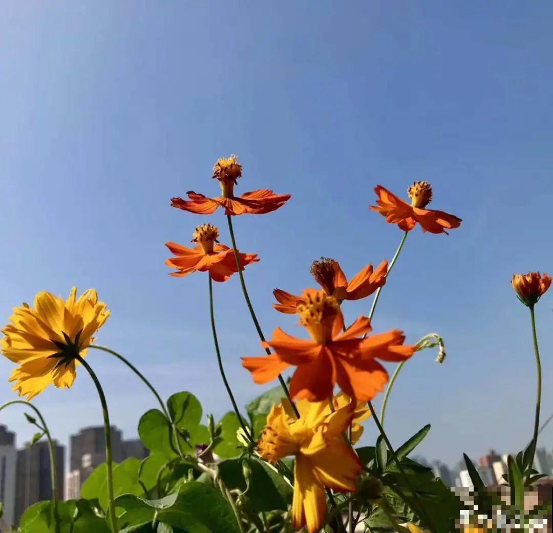 夏天里超能开的花，爆花上百朵，开完剪一刀，很快又爆花
