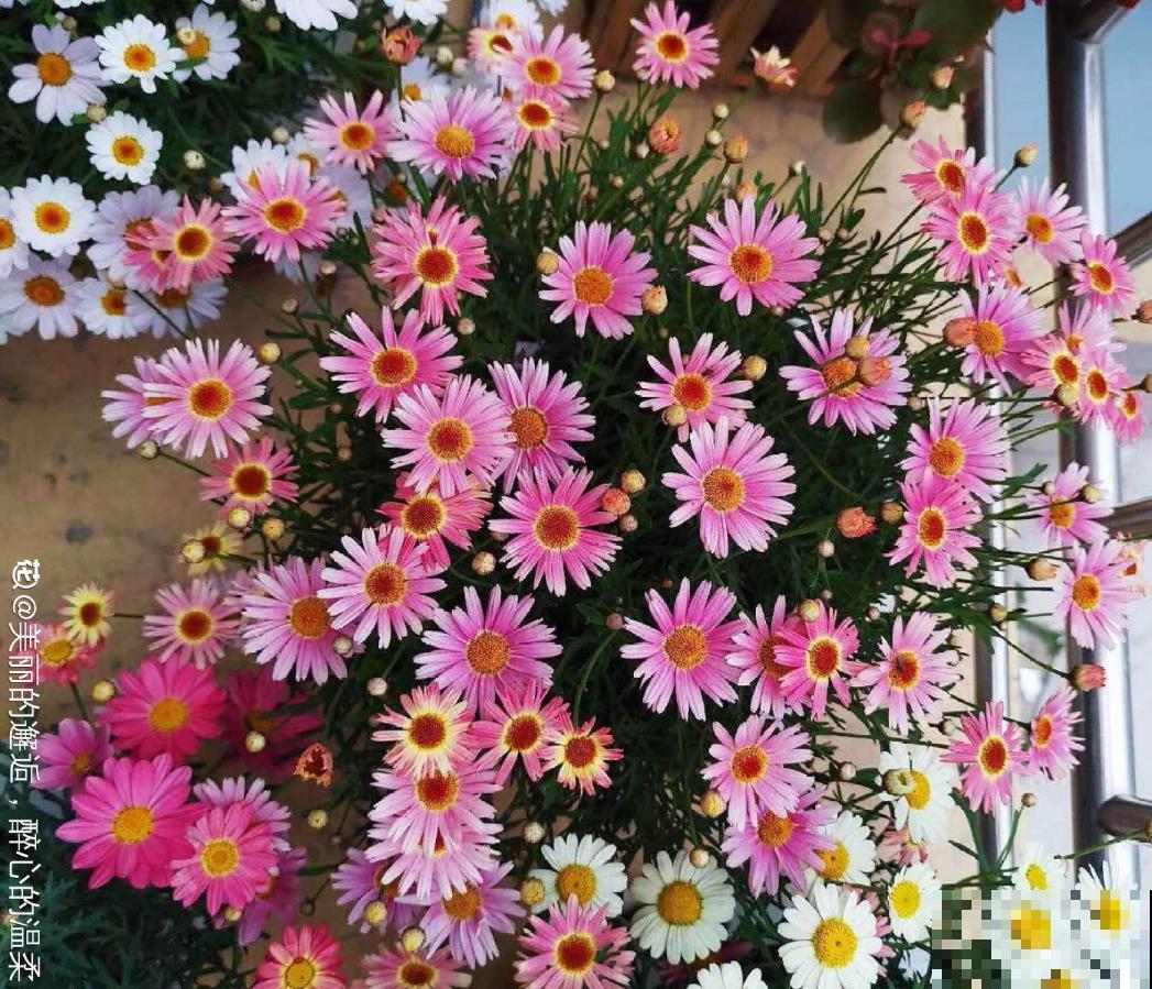 春天肥料要用对，根据植株种类施，效果更好