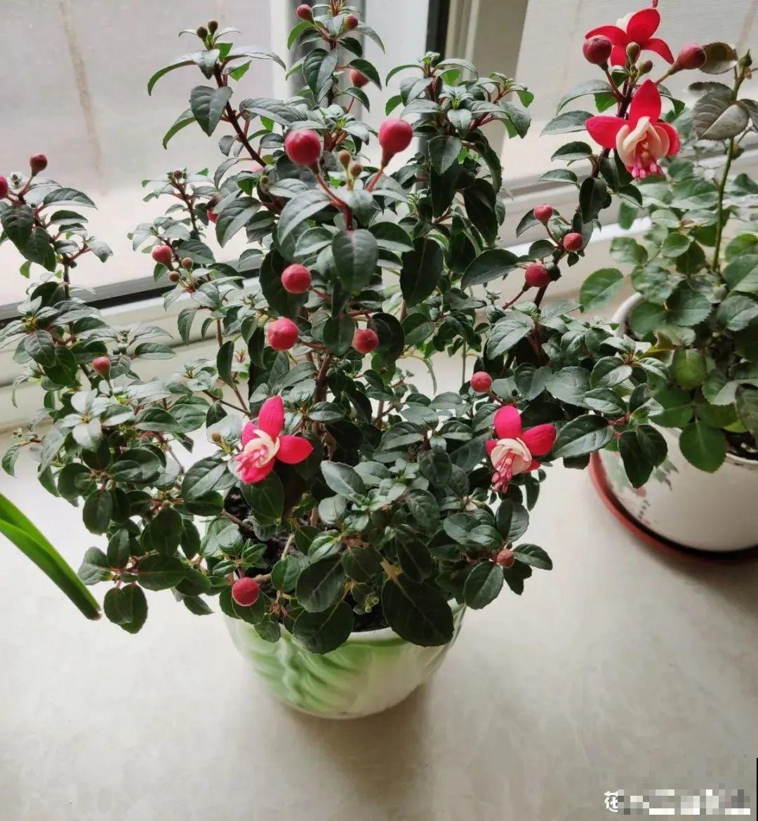 天热了,8种花要休眠,要少浇水 天热了,8种花要休眠,要少浇水