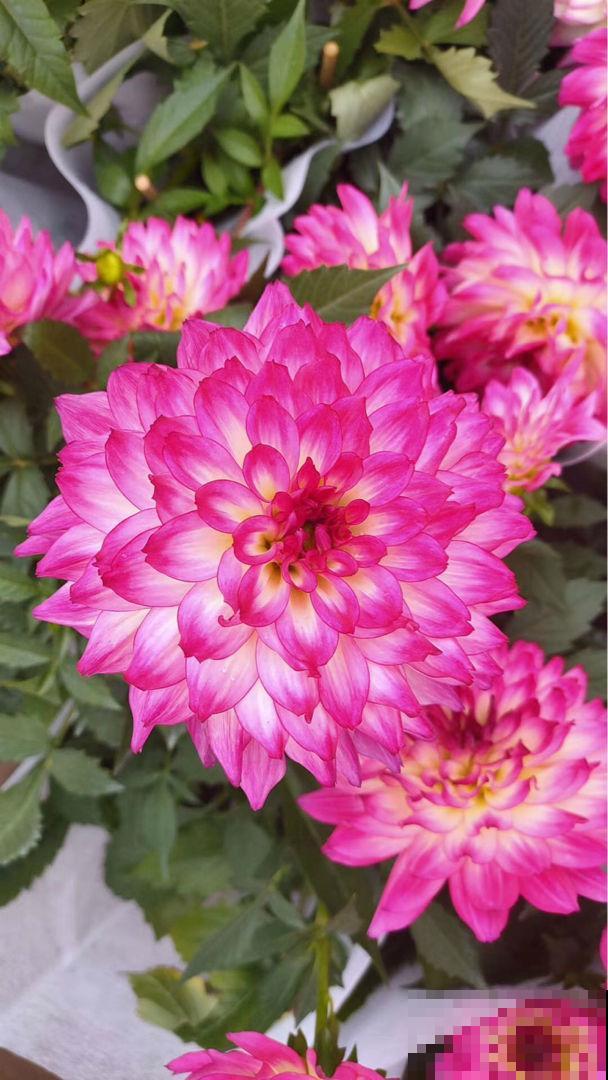 极具春日“氛围感”的植物,在家养一盆,把春天“锁在家” 极具春日“氛围感”的植物,在家养一盆,把春天“锁在家”