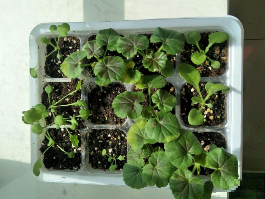 20种花不用买，开完花等20天，爆出好多种子！