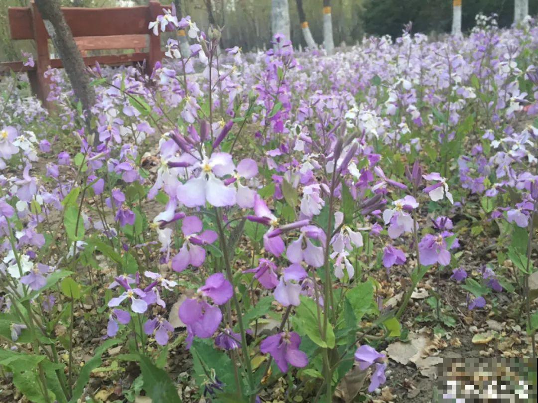 春天的野菜大全,小心辨认,千万别挖错了 春天的野菜大全,小心辨认,千万别挖错了