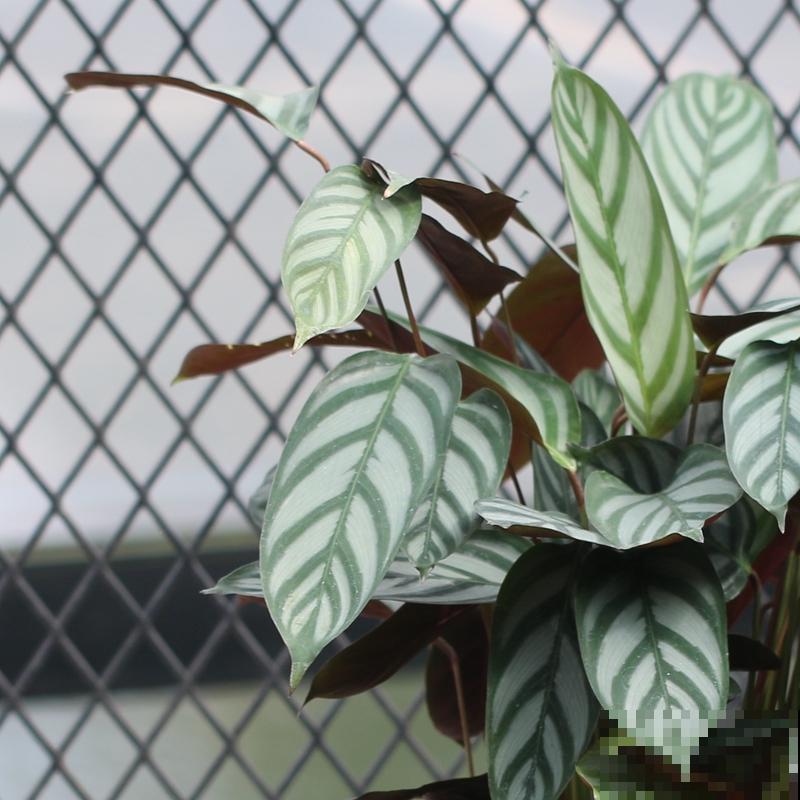 在家养耐阴花，注意“3个好处和3个骗局”，耐阴花才能长得壮