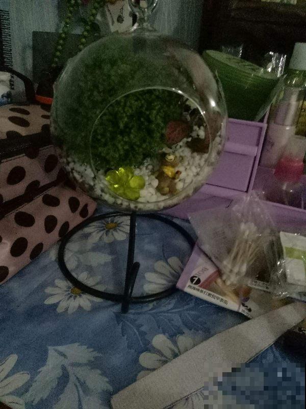 在家做个玻璃生态缸，各种植物随心养，自己就能活！