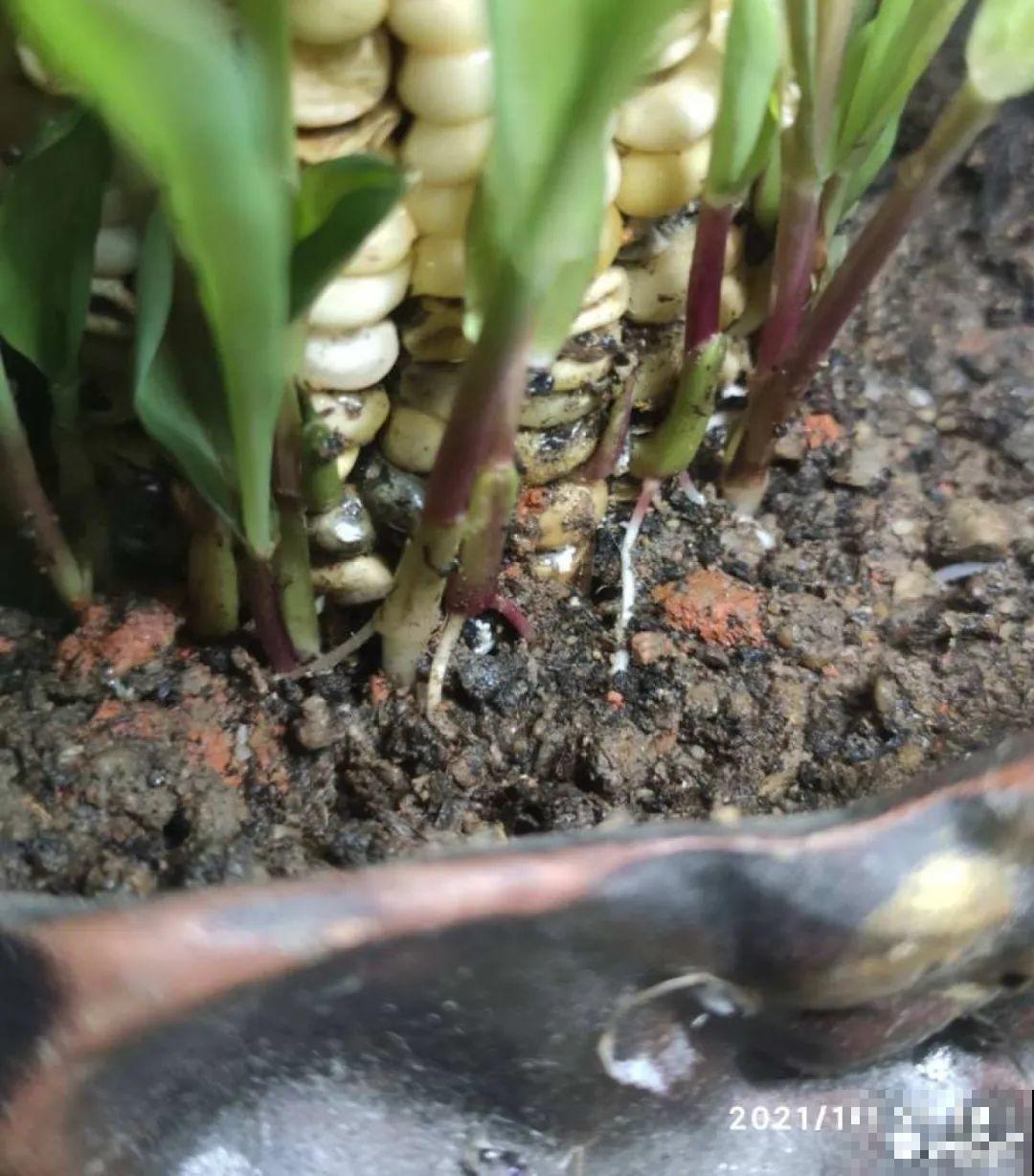 玉米棒子插水里，比绿植长得快，长成清新小盆栽