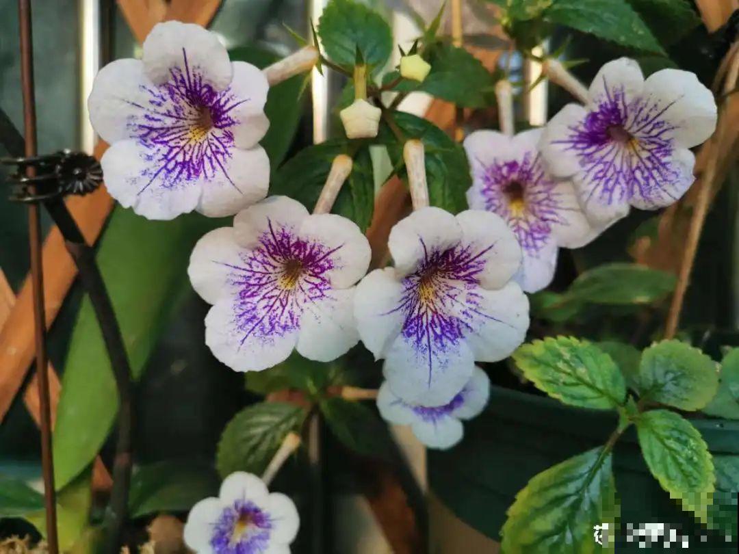 室内小窗台,养点小众盆栽,气质瞬间不一样 室内小窗台,养点小众盆栽,气质瞬间不一样