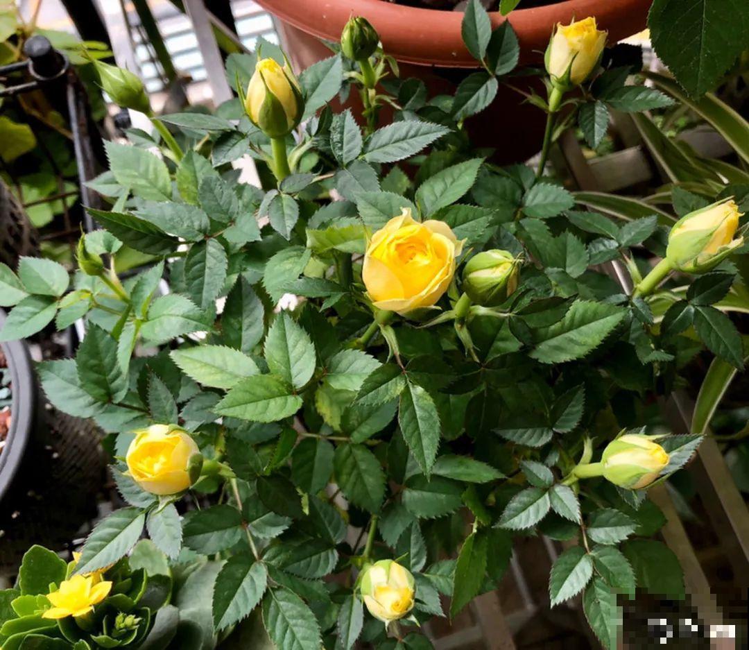 3月份养花,别急着搬出屋外,花容易死翘翘 3月份养花,别急着搬出屋外,花容易死翘翘