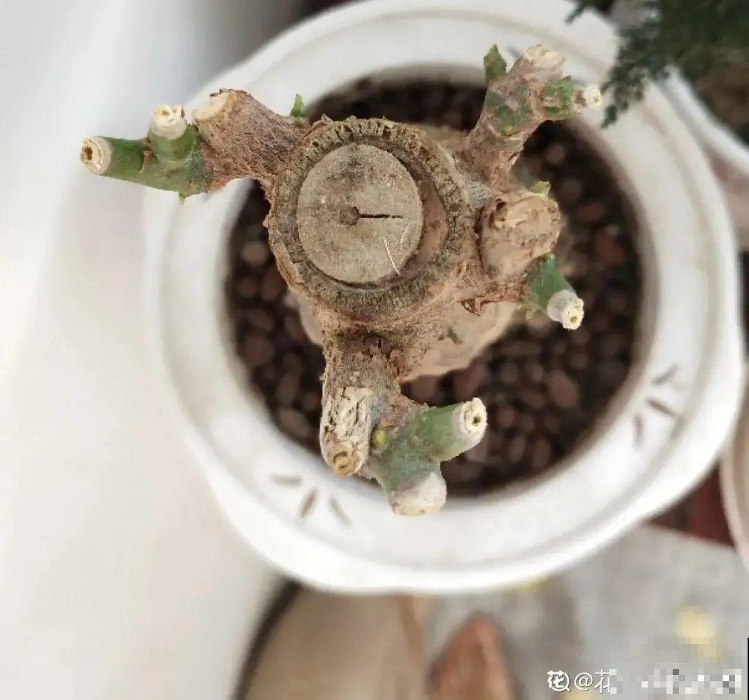 初春浇水要谨慎，浇水浇不对，小心全军覆没