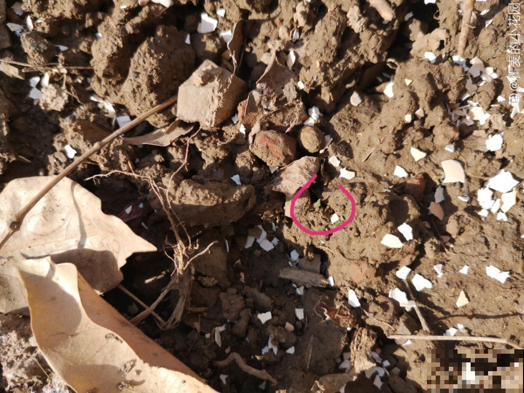 自制杀虫剂，7天喷一次，养花特干净