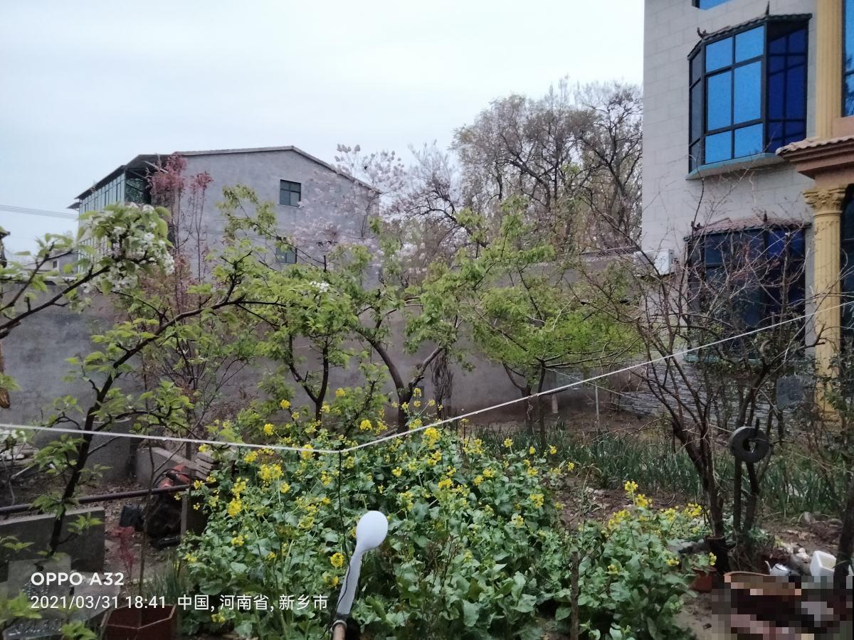 院子里只种兰草，1朵娇艳花也没有，你喜欢吗