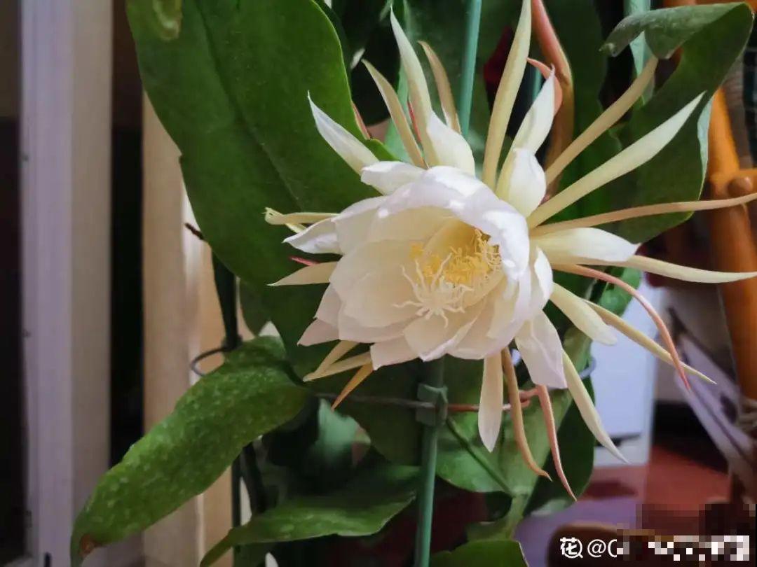 公认的难养花，买一盆死一盆，原来是被动了手脚…