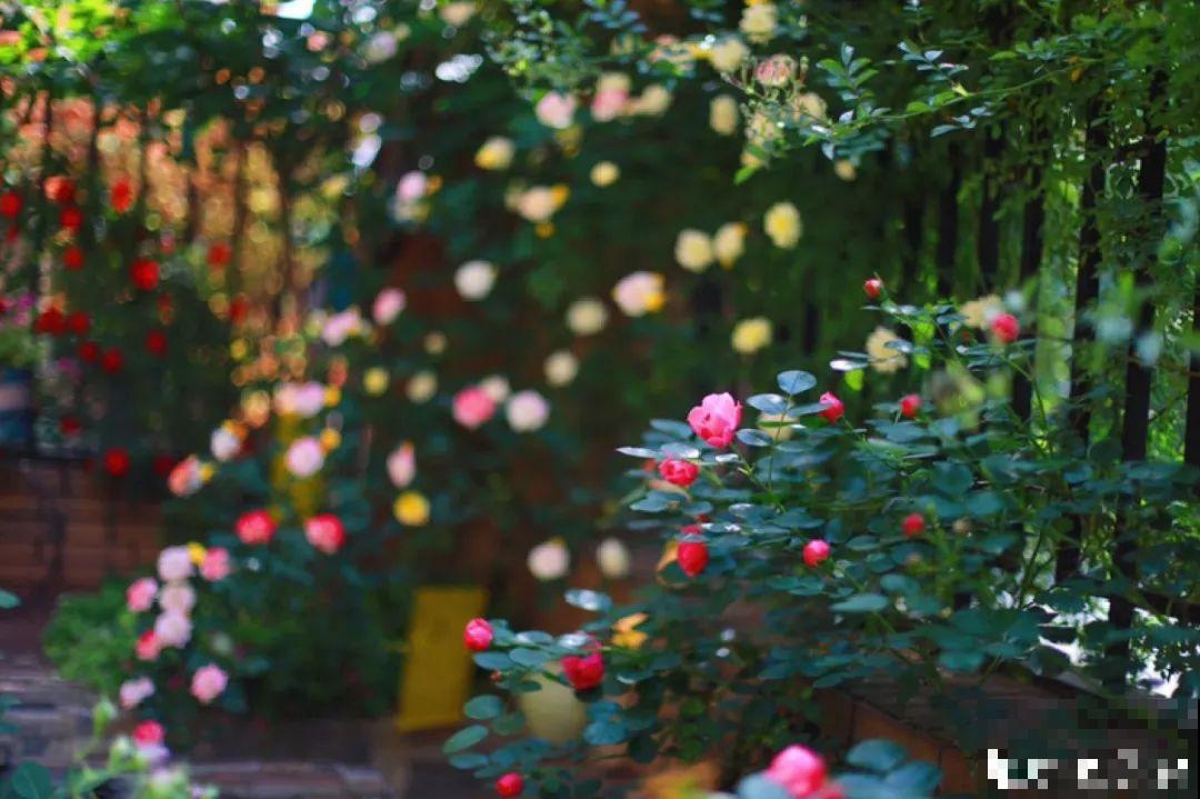 自己建个花园，希望能有一块地，安静思考，静静赏花
