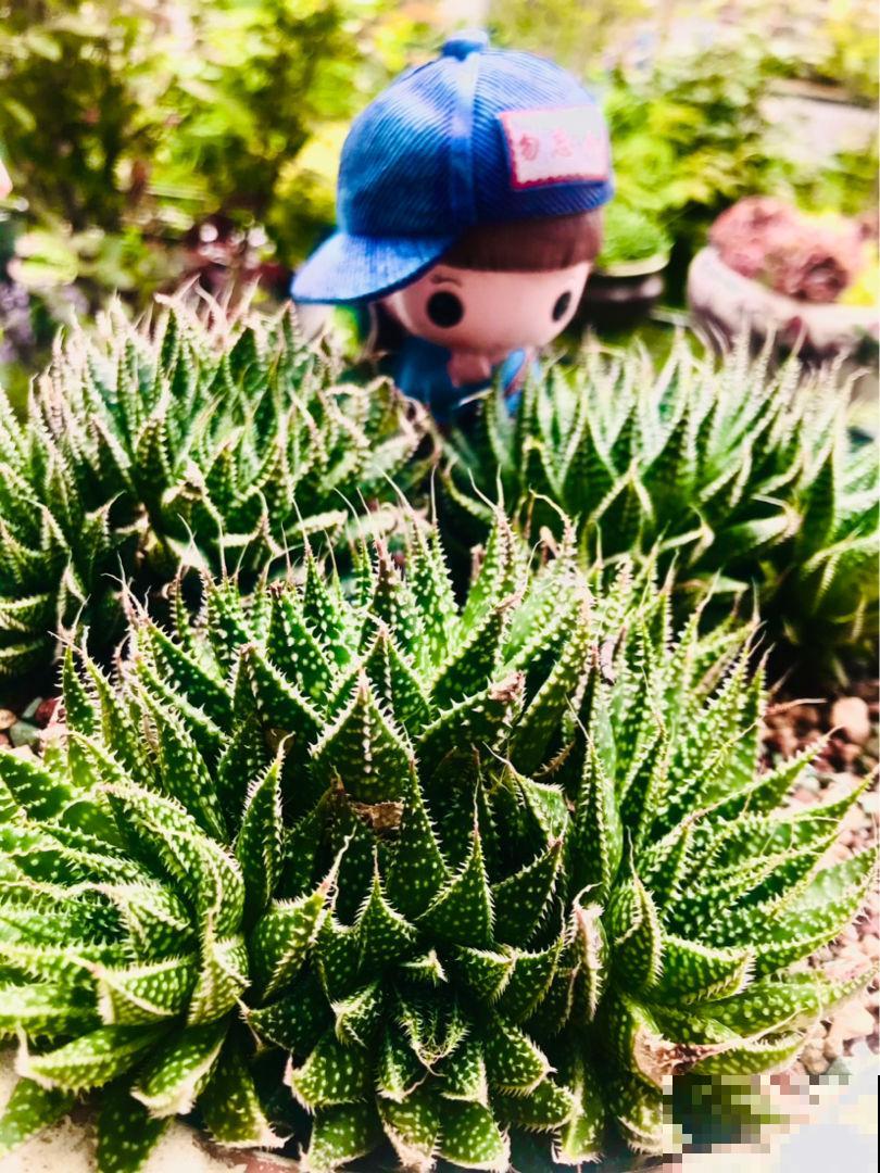 多肉不想“夏必死”，现在就要做准备，不然夏天只剩下空盆