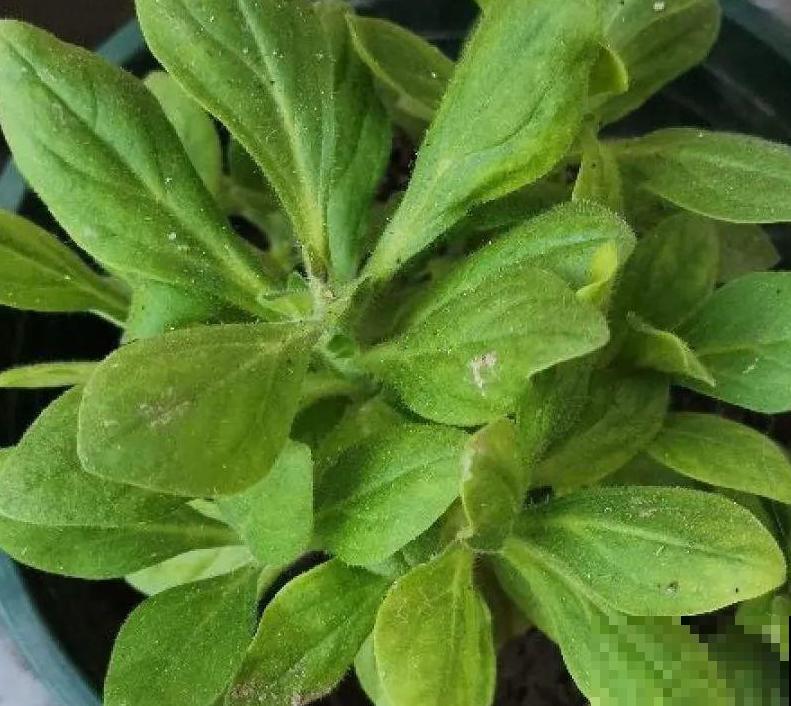 春天给花修剪，花才能呼呼开，俩月开爆盆