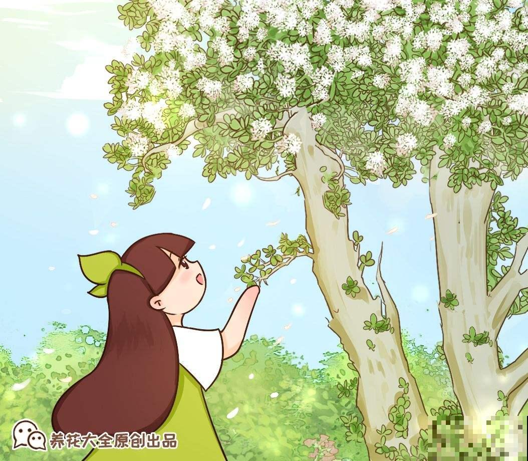 玉树开花真是“好兆头”，吉祥如意还镇宅，记住养护要点最重要