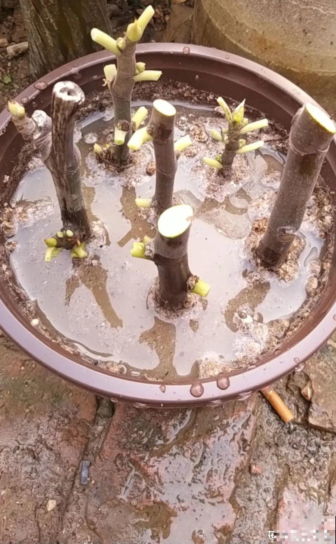 春天最佳繁殖季，扦插播种分株压条，成活率特高