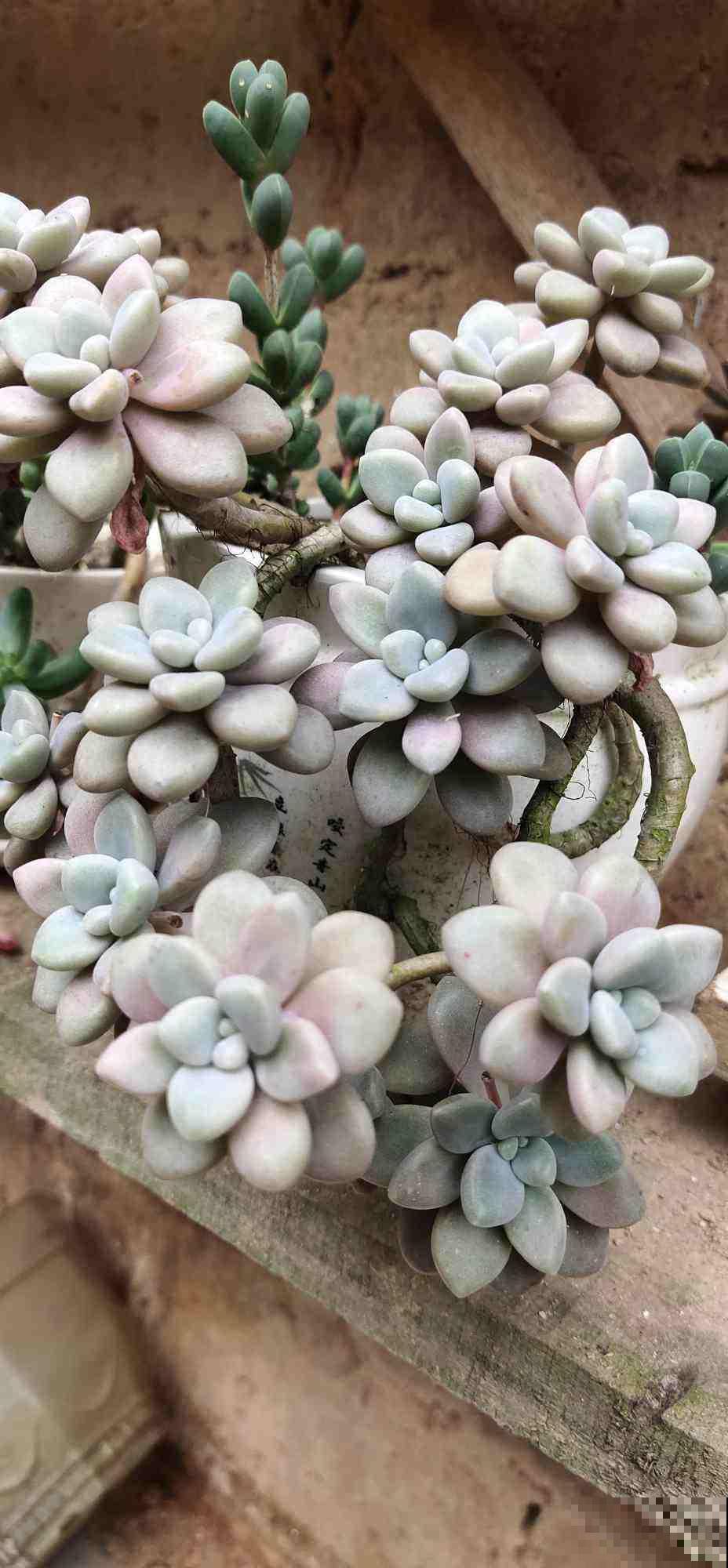 夏天不想让花热死，不如养盆金凤花，耐热颜值高