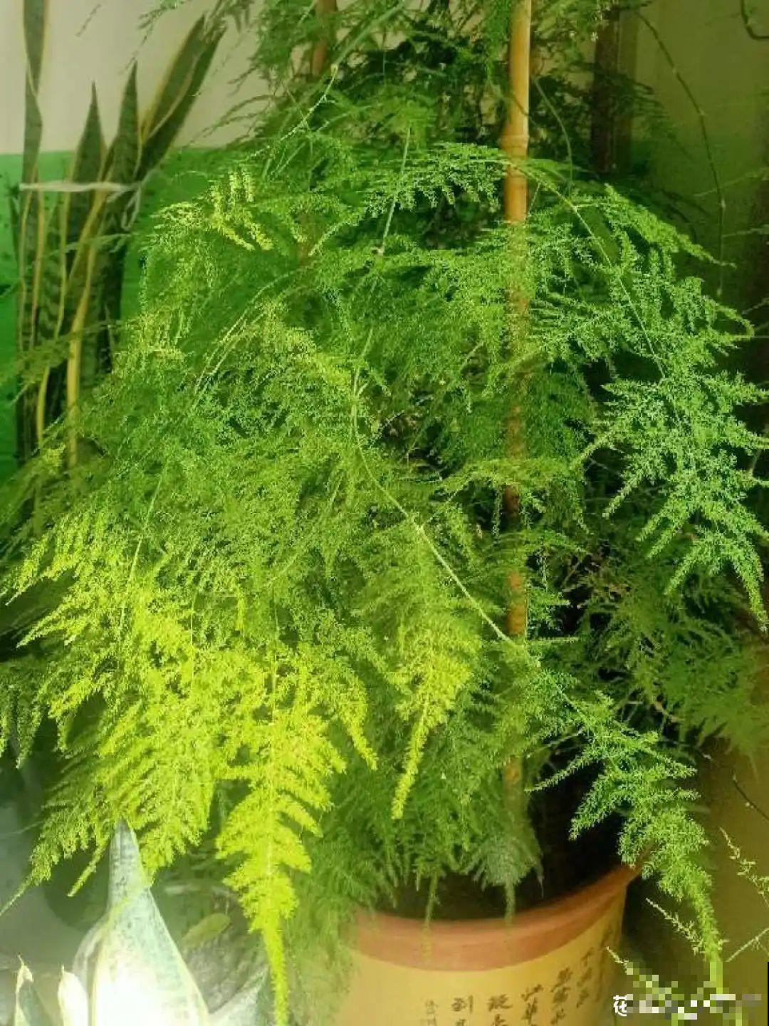 升温后，5种花别乱晒，一晒就叶子就黄了